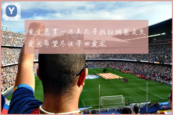 重金悬赏一万美元寻找拉姆塞走失爱犬希望尽快寻回爱宠